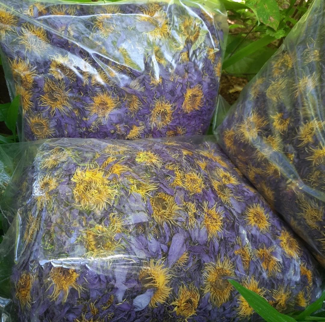 Blue lotus flower - Etsy 日本