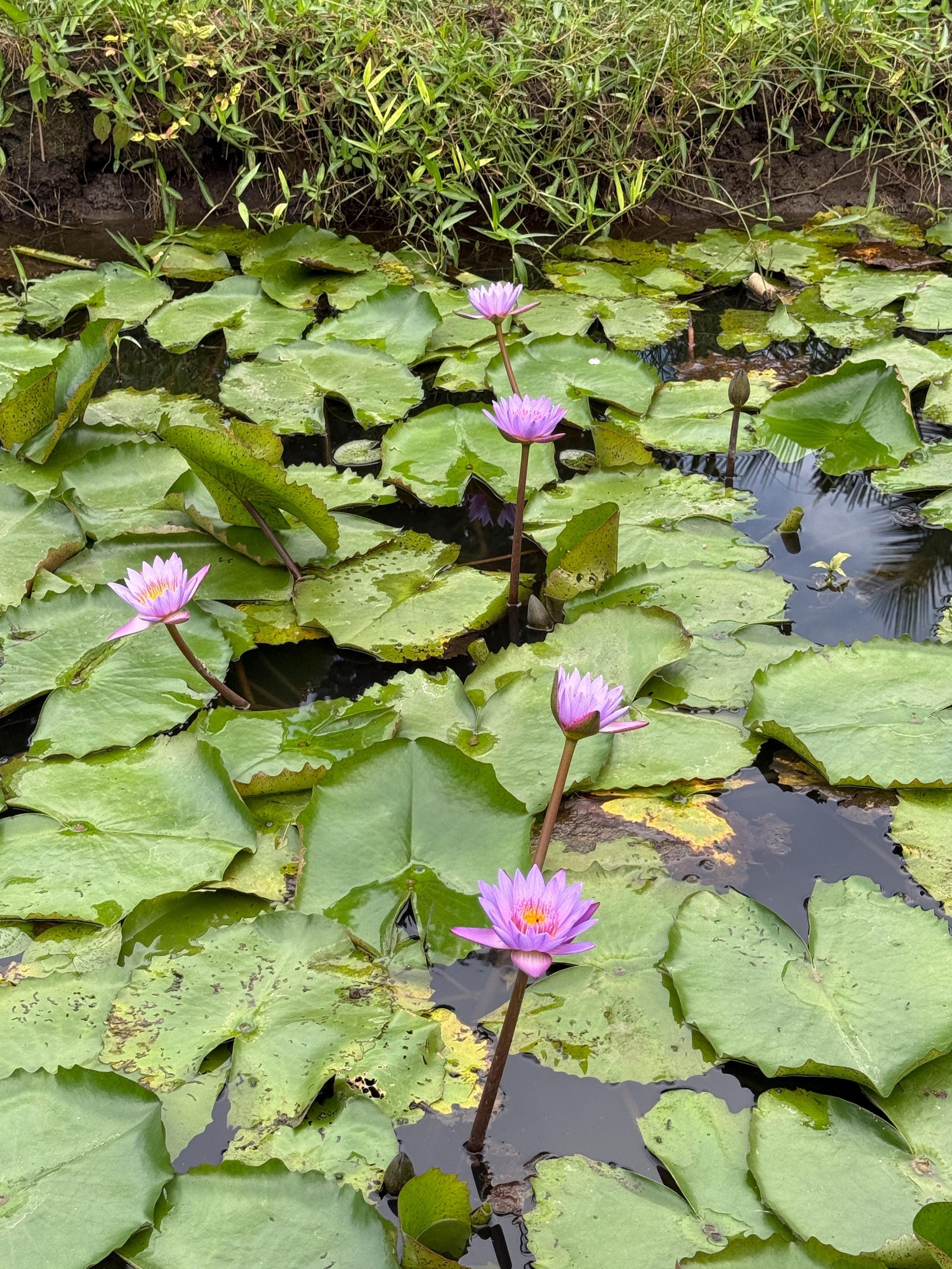 Blue lotus seeds - Etsy 日本