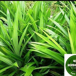 Puede incluir: Primer plano de una planta de Pandan verde exuberante con hojas largas y estrechas. La planta est&aacute; creciendo en un jard&iacute;n.