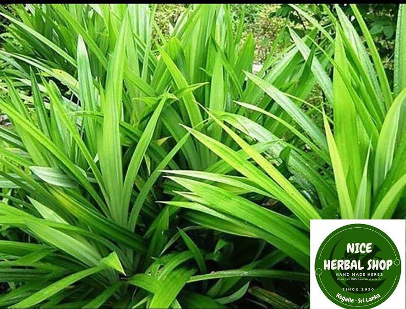 Puede incluir: Primer plano de una planta de Pandan verde exuberante con hojas largas y estrechas. La planta est&aacute; creciendo en un jard&iacute;n.