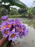 Organic Blue Lotus Flowers: Sacred Water Lily - 1000g Whole Drief Flowers Christmas Xmas product logo