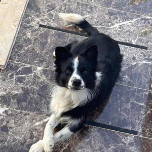 Może przedstawiać: Czarno-biały pies Border Collie leży na kafelkowanej powierzchni. Pies ma białą klatkę piersiową, pysk i łapy, z czarnym futrem na grzbiecie i uszach. Pies patrzy prosto w kamerę.
