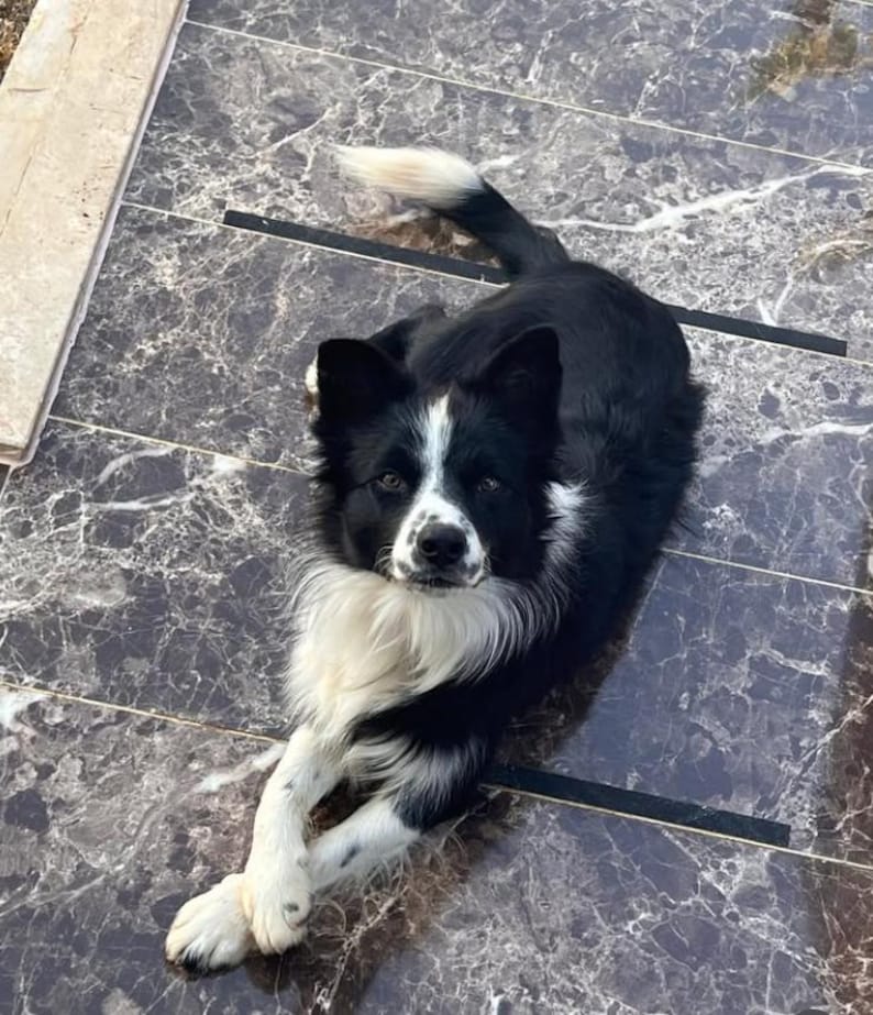 Może przedstawiać: Czarno-biały pies Border Collie leży na kafelkowanej powierzchni. Pies ma białą klatkę piersiową, pysk i łapy, z czarnym futrem na grzbiecie i uszach. Pies patrzy prosto w kamerę.