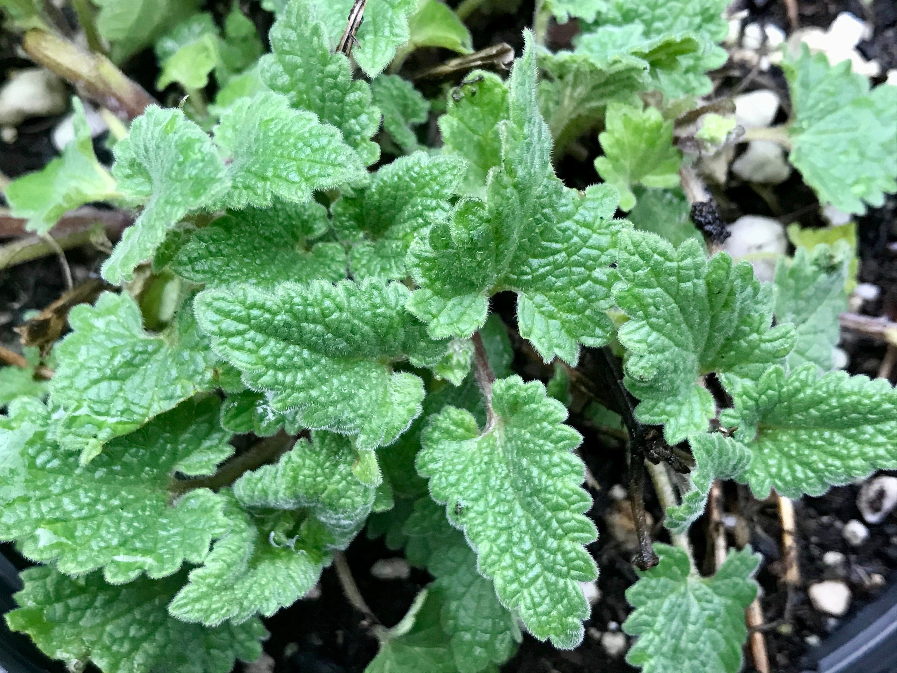 Catmint From Seed