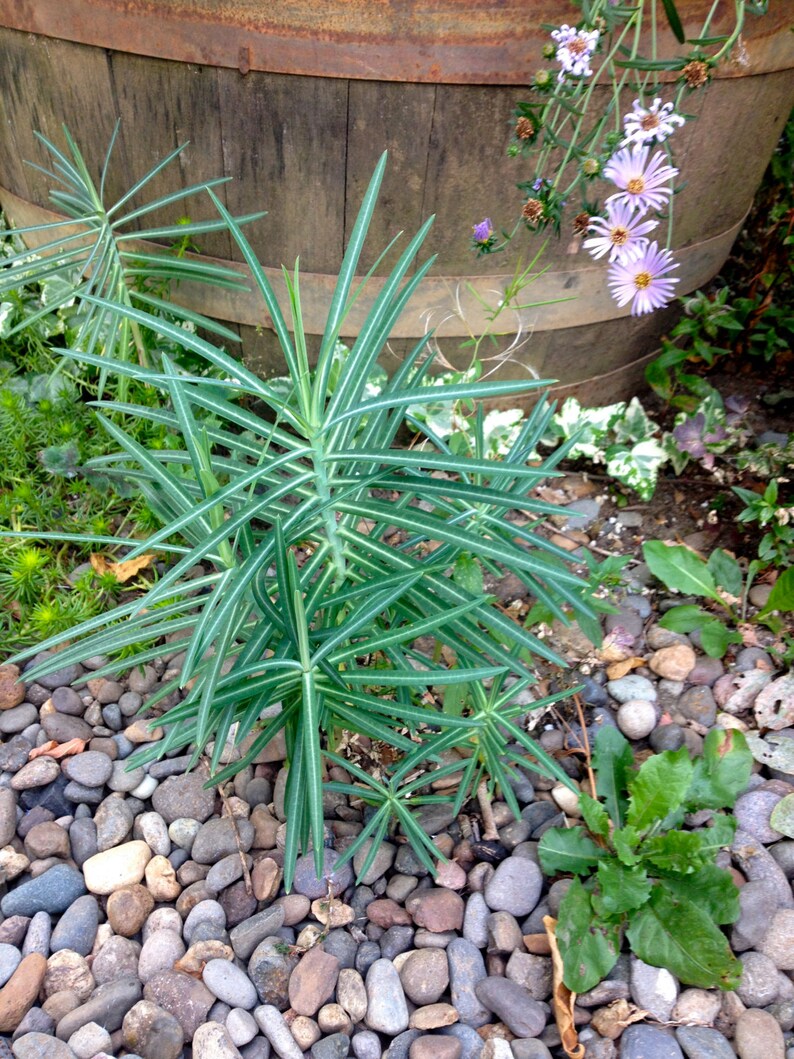 Euphorbia lathyris Gopher Spurge or Mole Plant 35 Seeds Etsy