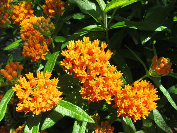 Asclepias Incarnata-Rose Milkweed-Semi Freschi