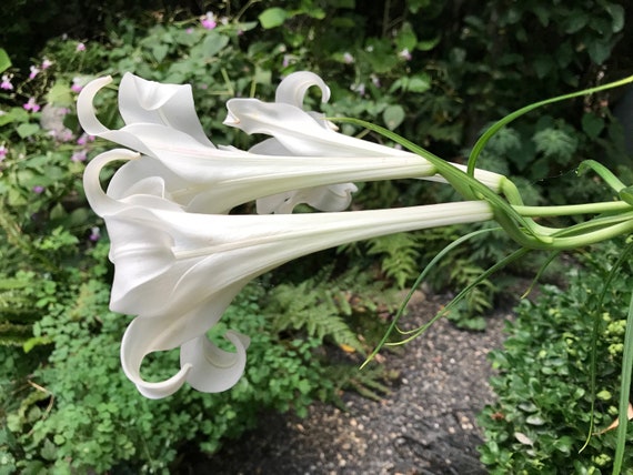 Lilium Formosanum /" Formosa Lily /" x Fresh Seed