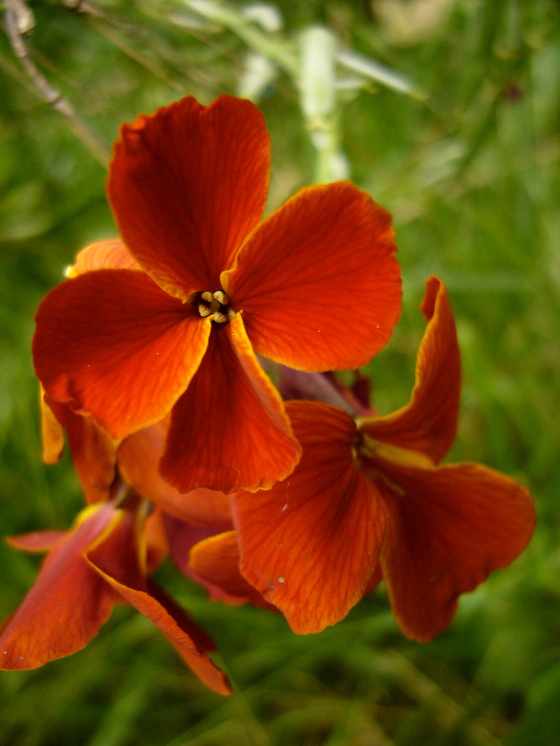English Wallflower Seeds Erysimum cheiri Etsy
