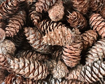 Doug Fir Cones: 40