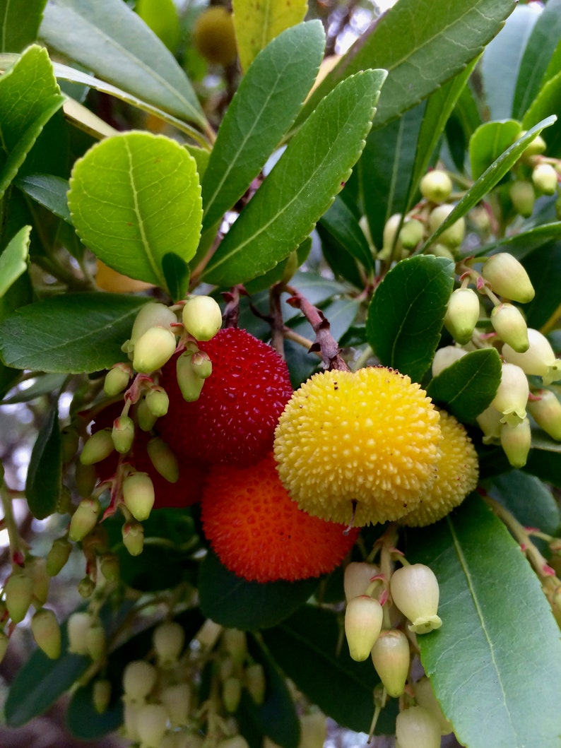 Arbutus unedoStrawberry treeOrnamental Garden Tree5-6ft