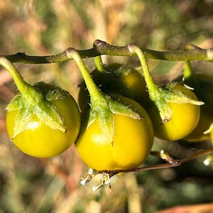 Solanum carolinense 50 seeds native to North America free shipping!