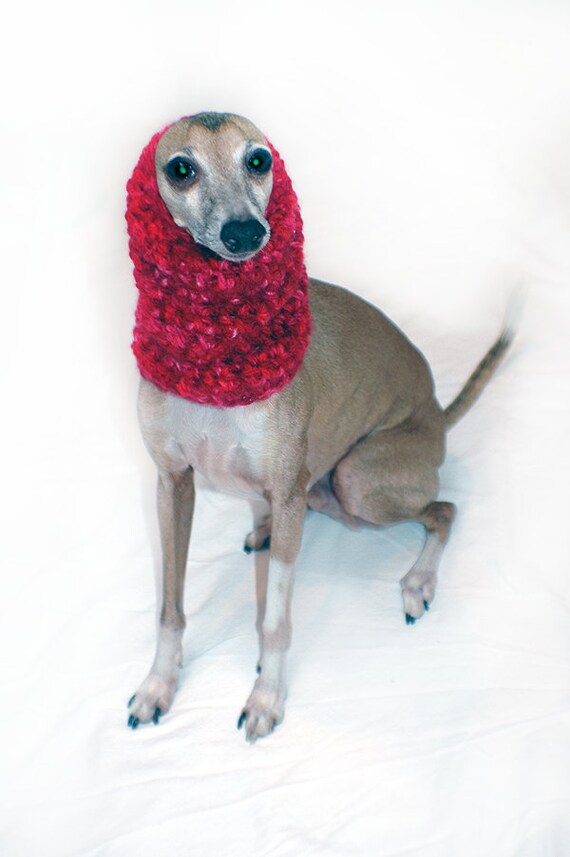 small italian greyhound