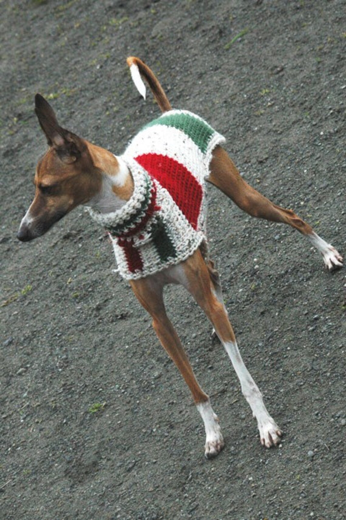 Custom Crocheted Italian Flag Italian Greyhound Sweater™ | Etsy