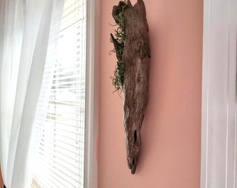 Natural Driftwood Air Plant Holder From Oregon Coast