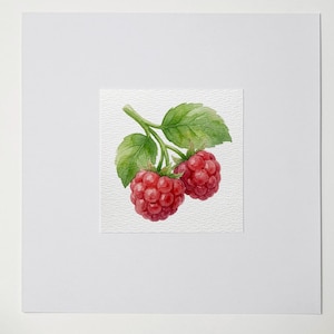 May include: Watercolor painting of two ripe raspberries on a branch with green leaves. The berries are a vibrant red color, and the leaves have green and yellow hues. The artwork is set against a white background.