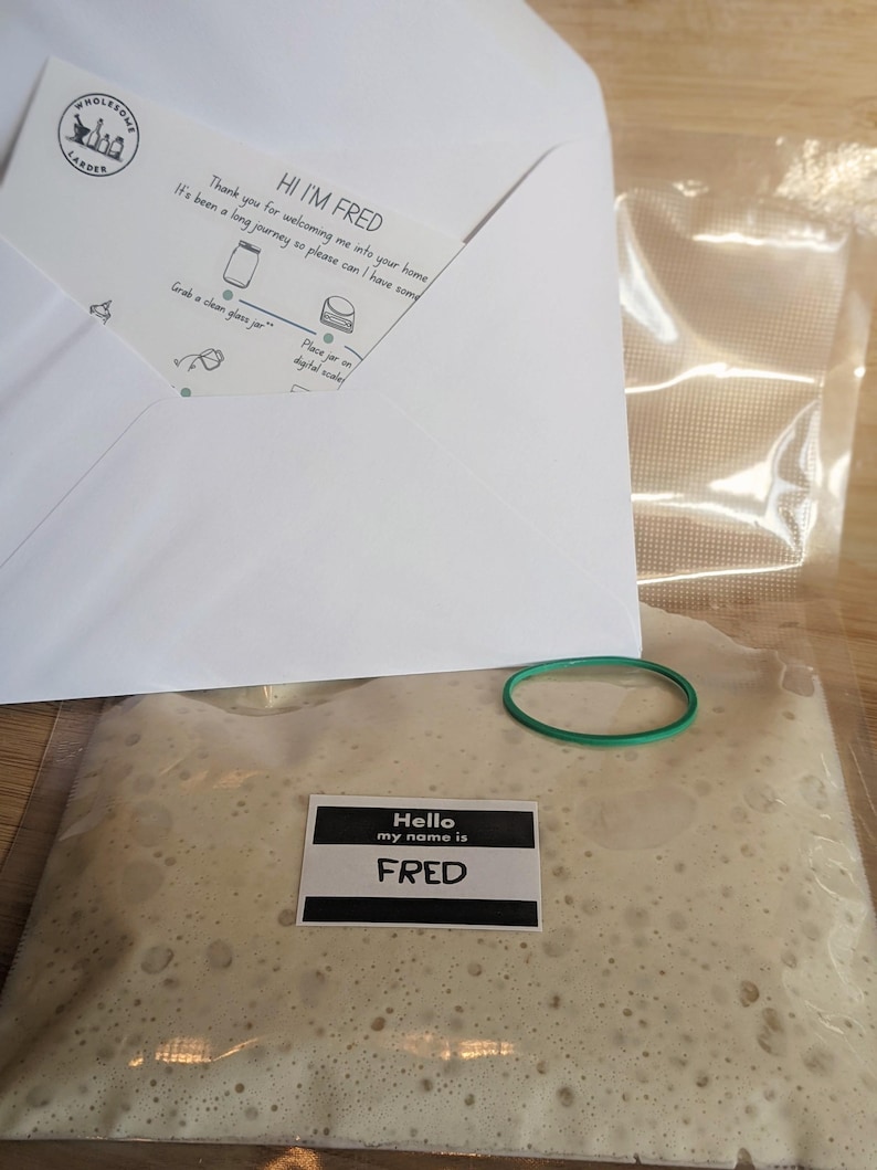 May include: A sourdough starter in a clear plastic bag with a name tag that reads Hello my name is FRED, accompanied by a white envelope containing instructions from Wholesome Larder and a small green rubber band for securing the bag opening.