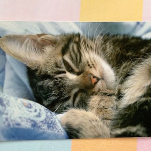 Ongebruikte grote Vintage ansichtkaart jaren '70 Cute Kitten Cat