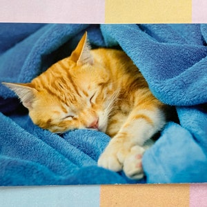 Ongebruikte grote Vintage ansichtkaart jaren '70 Cute Kitten Cat