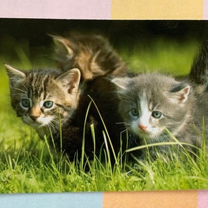Ongebruikte grote vintage ansichtkaart jaren '70 schattige kittens katten