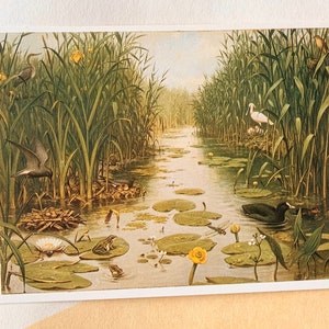 Ongebruikte vintage ansichtkaart M.A.Koekoek Het Naardermeer Vogels Meer Illustratie Natuur