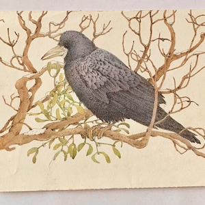 Illustration vintage de Ravenvogel : Diet van Beek 1984