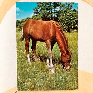 Gebruikte vintage ansichtkaart bruin paard jaren '60