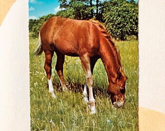 Gebruikte vintage ansichtkaart bruin paard jaren '60
