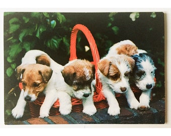 Unused Vintage 70s Cute Puppies Postcard