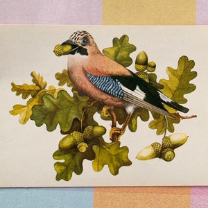 Vaso originale '80 Vintage Ansichtkaart Jay Bird Marjolein Bastin Illustratie Vlaamse Gaai
