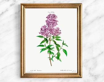 Lilac Giclee Art Print, Botanical Fine Art Print, Lilac Illustration, Nature Wall Art, Cottagcore Decor, French Vintage Painting , 215