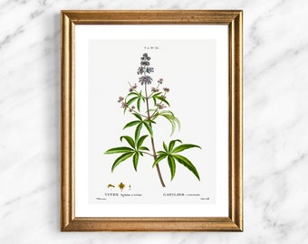 Chaste Tree Giclee Art Print, Unframed, Botanical Fine Art Print, Botany Illustration, Nature Wall Art, Purple Flower Painting, 207