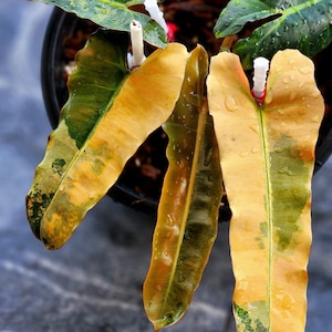 Philodendron Black Billietiae Variegated Single Leaf Rooted Node Cutting Rare Plant Indoor Outdoor Gardening