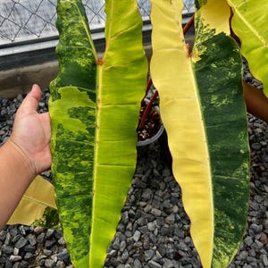 Philodendron Billietiae Variegated Single Leaf Rooted Node Cutting Rare Plant Indoor Outdoor Gardening