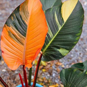 Philodendron Red Congo Variegated Rooted Node Cuttings