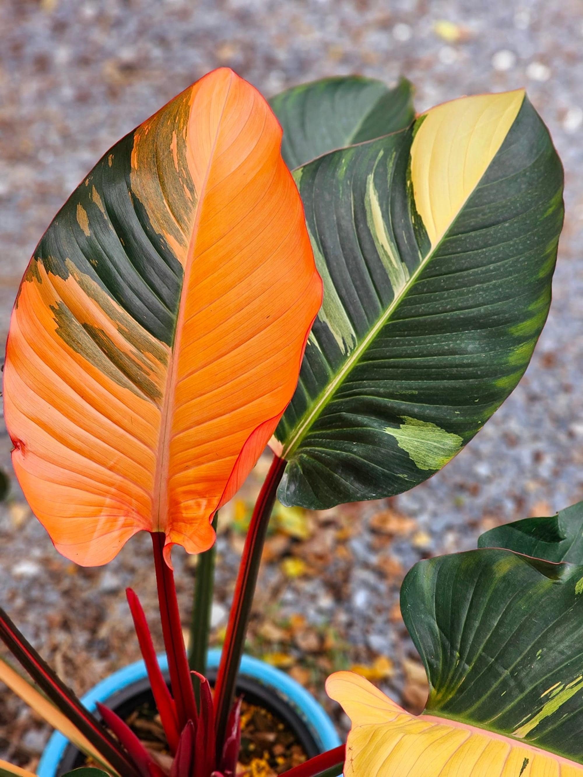 Variegated philodendron congo - Etsy 日本
