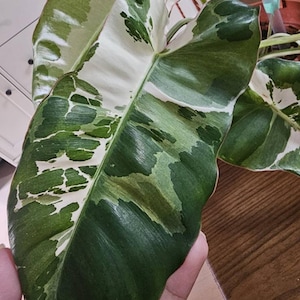 Rare Philodendron variegated paraiso verde albo Rooted Cuttings