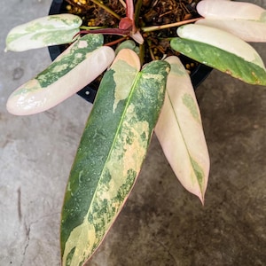 Philodendron Atabapoense Variegated One Leaf Rooted Node Cutting Indoor Outdoor Gardening