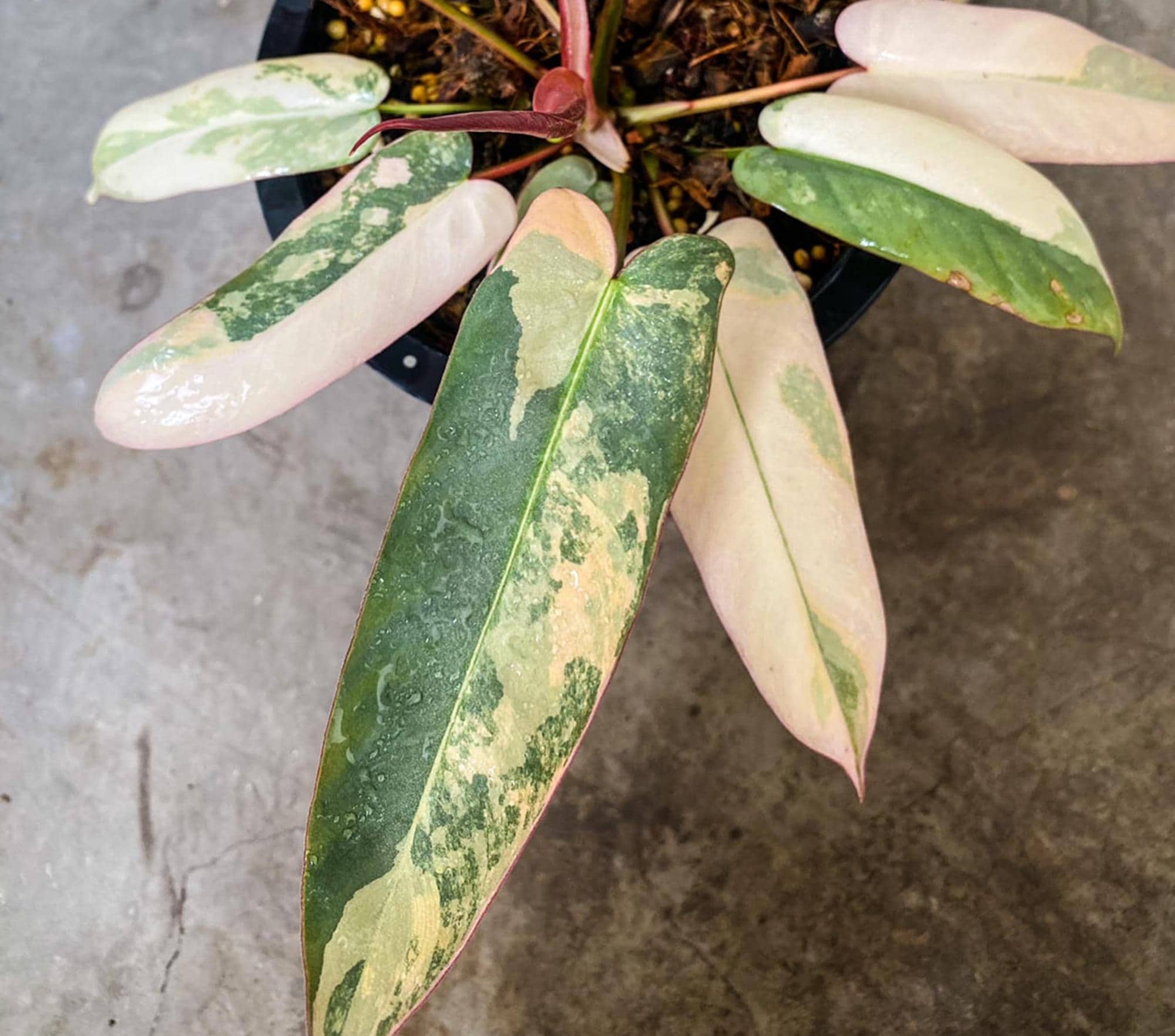 Philodendron atabapoense - Etsy 日本