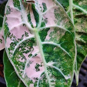 Alocasia Watsoniana Pink Albo Variegated Rare Planting Corms