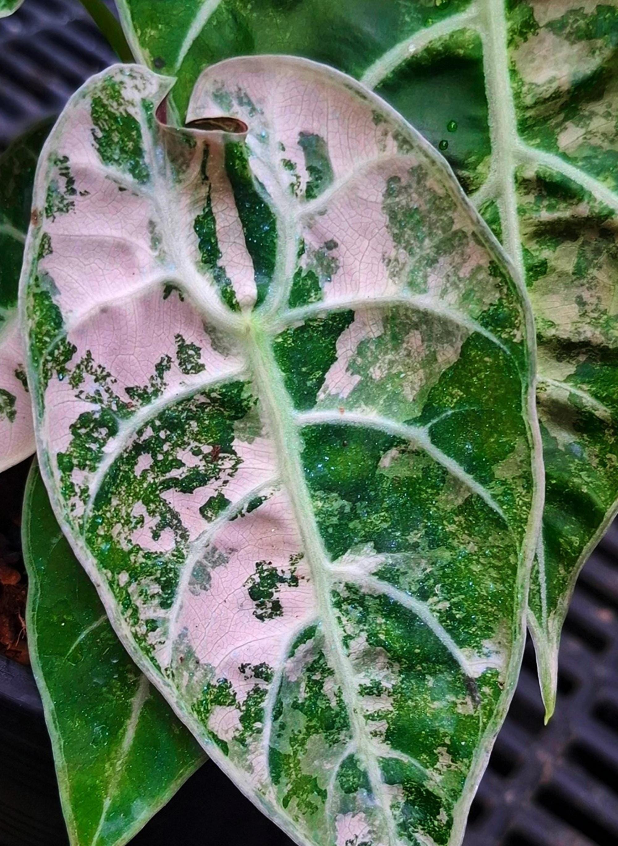 Alocasia watsoniana pink variegated - Etsy 日本