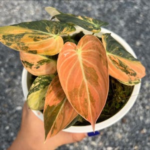 Variegated Philodendron Melanochrysum Orange Variegated Rare Plant