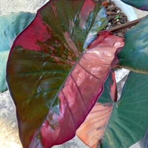 Alocasia serendipity variegated pink - Etsy 日本