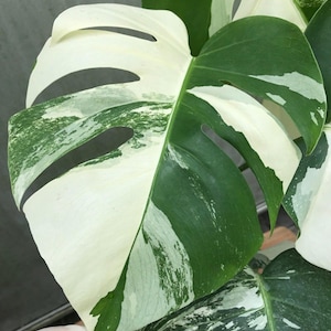 Esquejes de nodo enraizado variegados de Monstera Albo Borsigiana para jardinería interior y exterior