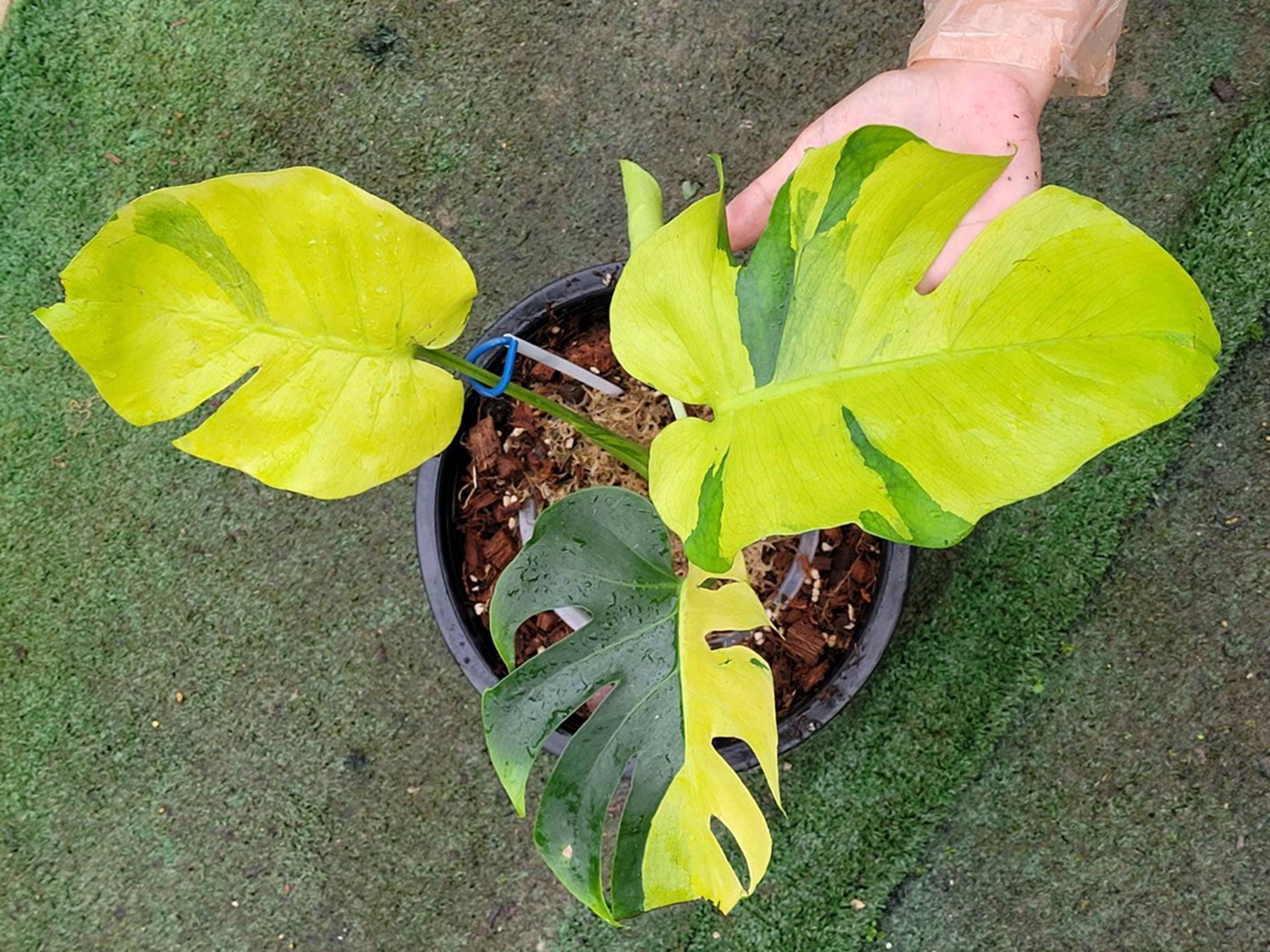 Monstera legacy - Etsy 日本