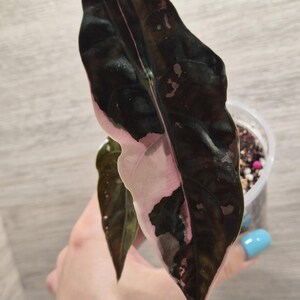 Alocasia watsoniana - Etsy 日本