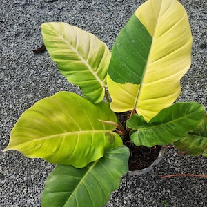 Philodendron Jungle Fever Variegated Rare Plant One Leaf Rooted Node Cutting