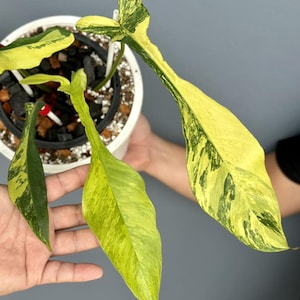 Philodendron Joepii variegated Single Leaf Rooted Node Cuttings Indoor Outdoor Gardening