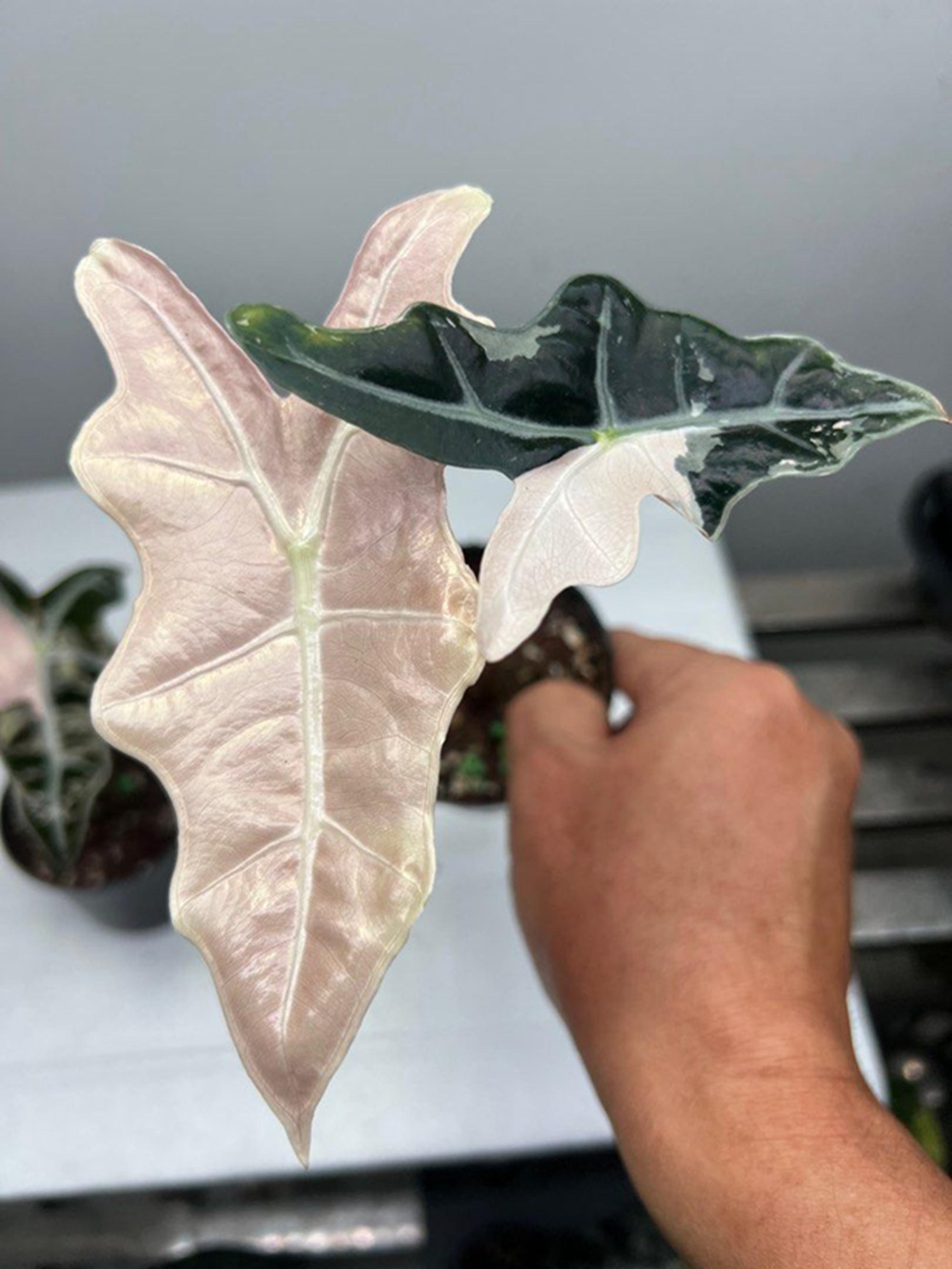 アロカシア ノビリス ピンク“K” ② frome Mason アロカシア ノビリス ピンク“K” ② frome Mason アロカシア ノビリス