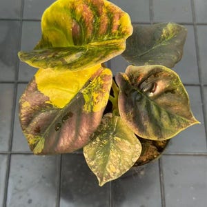 Alocasia Latte Gold Variegated Rare Planting Corms