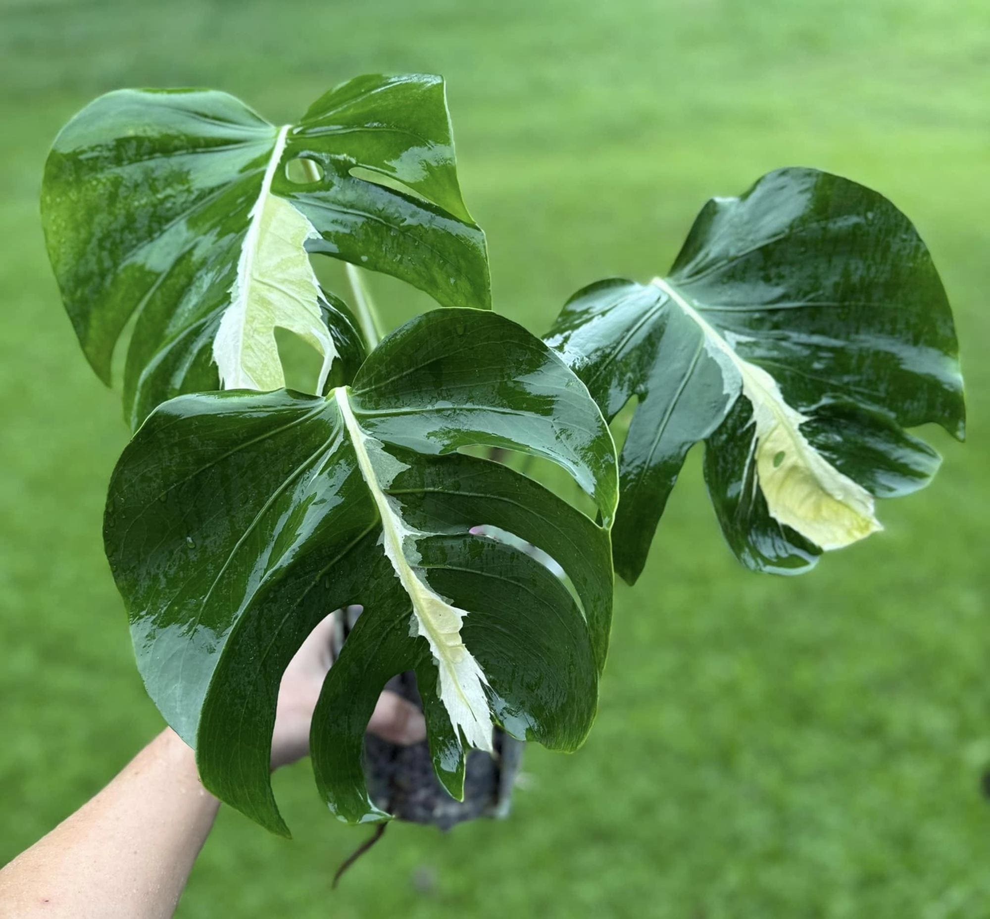 Monstera white lava - Etsy 日本